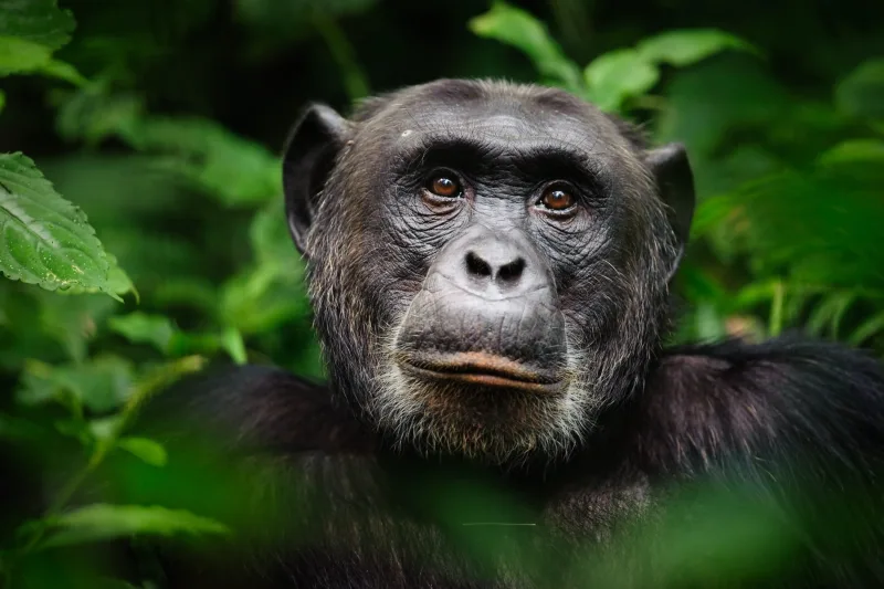 A chimpanzee looking out from the dense green foliage of the forest